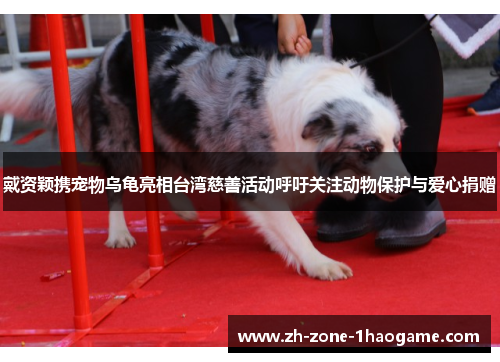 戴资颖携宠物乌龟亮相台湾慈善活动呼吁关注动物保护与爱心捐赠 戴资颖携宠物乌龟亮相台湾慈善活动呼吁关注动物保护与爱心捐赠